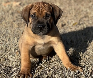 Boerboel Puppy for sale in LITTLE ROCK, AR, USA