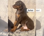Small #1 Doberman Pinscher