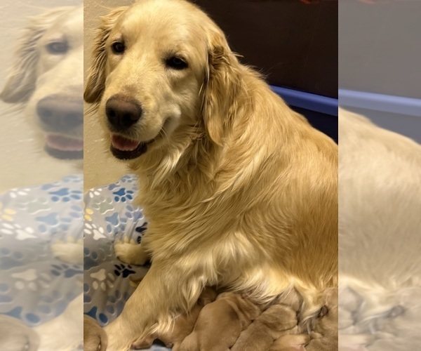 Medium Photo #1 Golden Retriever Puppy For Sale in PORTALES, NM, USA