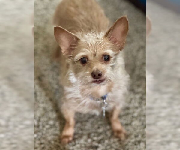 Medium Photo #7 Malchi Puppy For Sale in Princeton, MN, USA