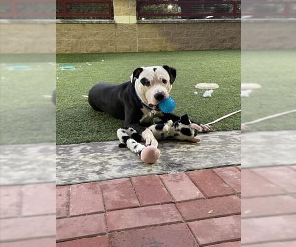 Medium Photo #1 American Pit Bull Terrier Puppy For Sale in Derwood, MD, USA