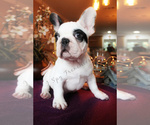 Small Photo #6 French Bulldog Puppy For Sale in NEW SMYRNA, FL, USA