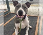 Small #1 American Staffordshire Terrier Mix