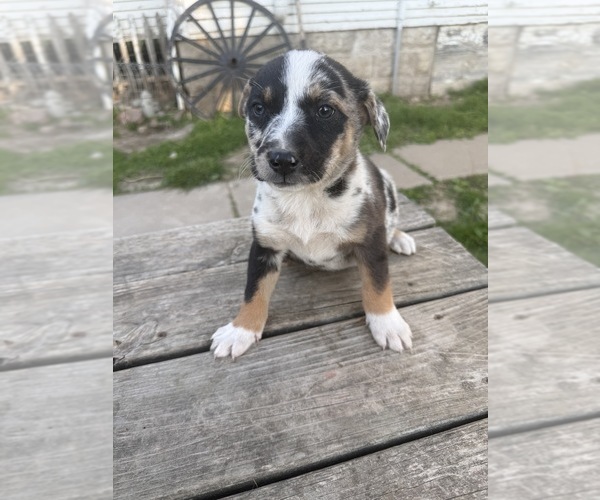 Medium Photo #3 Border-Aussie Puppy For Sale in MOUNT PLEASANT, IA, USA