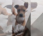 Small #4 Redbone Coonhound Mix
