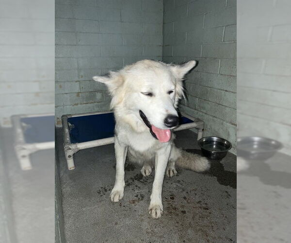 Medium Photo #1 German Shepherd Dog Puppy For Sale in Stockton, CA, USA