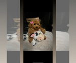 Small Poodle (Toy)