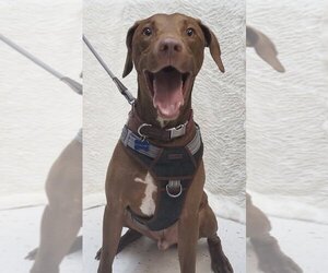 Unknown-Vizsla Mix Dogs for adoption in Euless, TX, USA