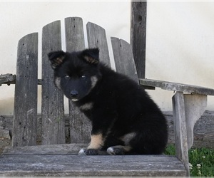German Shepherd Dog-Siberian Husky Mix Puppy for Sale in PERRYSVILLE, Ohio USA