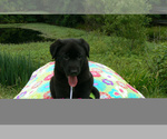 Small #1 German Shepherd Dog