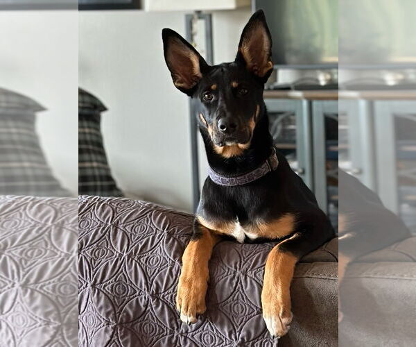 Medium Photo #15 German Shepherd Dog Puppy For Sale in Seattle, WA, USA