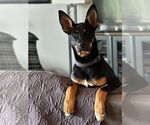 Small #14 German Shepherd Dog