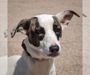 Labrador Retriever-Unknown Mix Dogs for adoption in Huntley, IL, USA