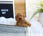 Small Photo #6 Goldendoodle (Miniature) Puppy For Sale in FARR WEST, UT, USA