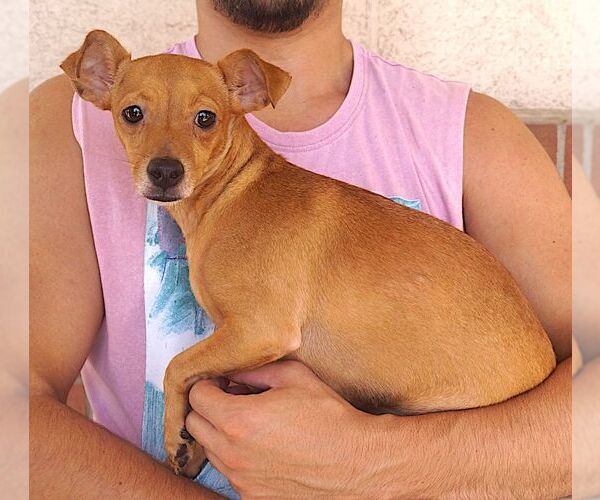Medium Photo #2 Chihuahua Puppy For Sale in Carrollton, TX, USA