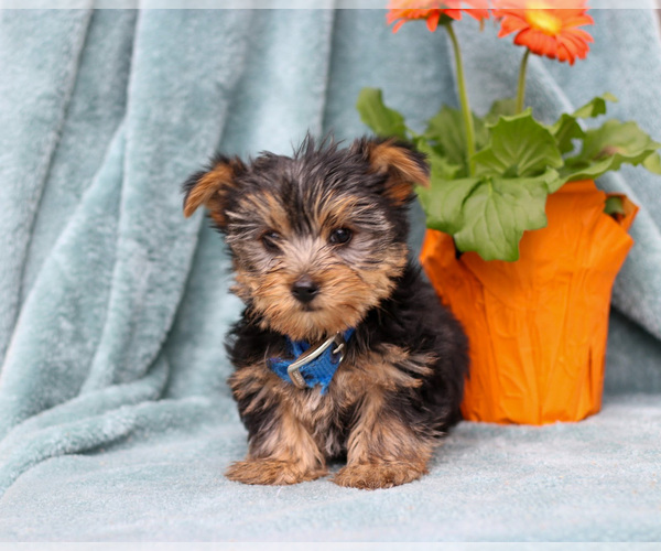 Medium Photo #7 Yorkshire Terrier Puppy For Sale in NAPPANEE, IN, USA