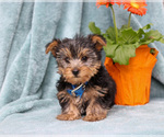 Small #2 Yorkshire Terrier