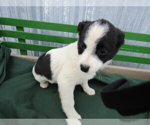 American Rat Pinscher Puppy for sale in BLMGTN, IN, USA