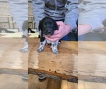 Puppy Panda Labrenees