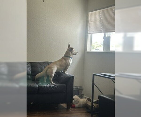 Medium Photo #6 Basset Hound-Welsh Corgi Mix Puppy For Sale in Petaluma, CA, USA