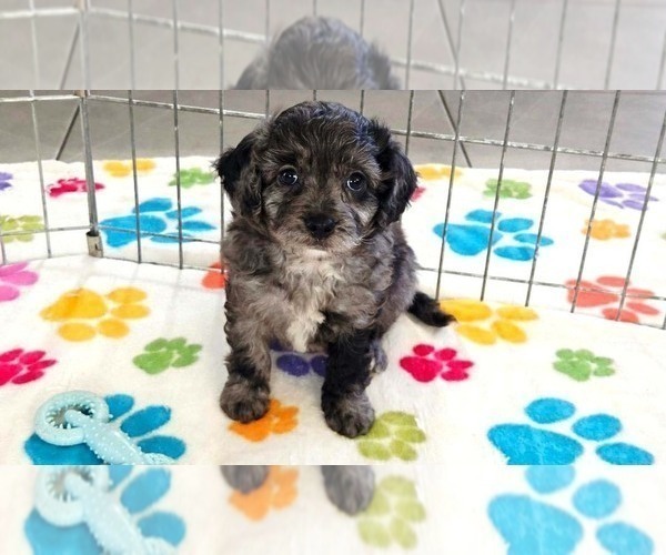 Medium Photo #6 Cavapoo (Miniature)-Poodle (Toy) Mix Puppy For Sale in ORO VALLEY, AZ, USA