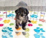 Justin - Male Cavapoo (Miniature)-Poodle (Toy) Mix Puppy for Sale - Photo #6