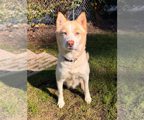 Medium Photo #1 Siberian Husky-Unknown Mix Puppy For Sale in Muskegon, MI, USA