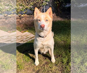 Siberian Husky-Unknown Mix Dogs for adoption in Muskegon, MI, USA
