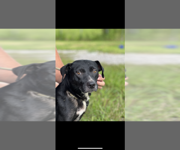 Medium Photo #4 Mutt Puppy For Sale in Abbeville, LA, USA