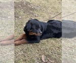Small Photo #2 Rottweiler Puppy For Sale in ELDERWOOD, CA, USA