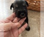 Puppy Puppy 5 Schnauzer (Miniature)