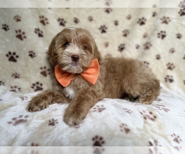 Medium Photo #8 Cockapoo (Miniature) Puppy For Sale in LAKELAND, FL, USA