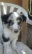Small Photo #1 Australian Shepherd Puppy For Sale in CAMPTON, KY, USA