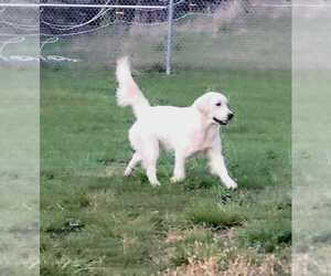 English Cream Golden Retriever Dogs for adoption in OSCEOLA, IA, USA