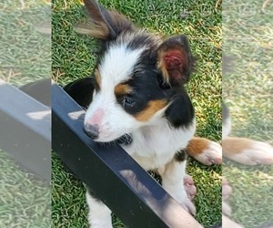 Aussie-Corgi Puppy for sale in BRIGGSDALE, CO, USA