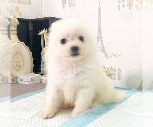 Japanese Spitz Puppy for sale in ROWLAND HEIGHTS, CA, USA