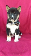 Shiba Inu Puppy for sale in LANCASTER, PA, USA