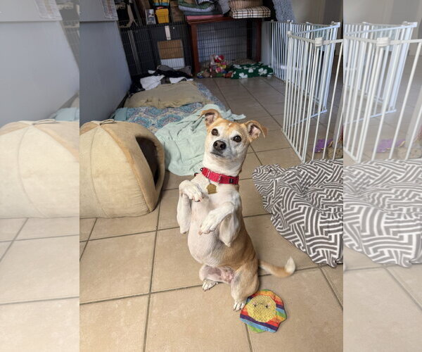 Medium Photo #2 Basenji-Unknown Mix Puppy For Sale in Seal Beach, CA, USA