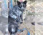 Small Mutt
