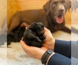 Labrador Retriever Puppy for sale in ELLENSBURG, WA, USA