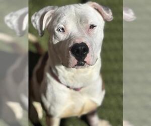 American Pit Bull Terrier Dogs for adoption in Minneapolis, MN, USA