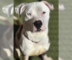 Small American Pit Bull Terrier