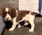 Small #9 English Springer Spaniel