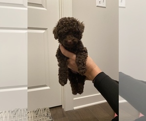 Poodle (Toy) Puppy for sale in LEES SUMMIT, MO, USA