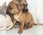 Small Labrador Retriever Mix