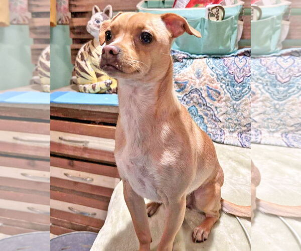 Medium Photo #4 Chihuahua-Unknown Mix Puppy For Sale in Corona, CA, USA