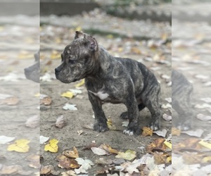 American Bully Puppy for sale in WASHINGTON, DC, USA