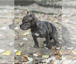 Small Photo #1 American Bully Puppy For Sale in WASHINGTON, DC, USA