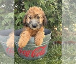 Small #1 Mini Whoodle (Wheaten Terrier/Miniature Poodle)
