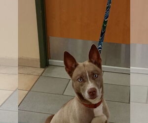 Huskies -Unknown Mix Dogs for adoption in Virginia Beach, VA, USA